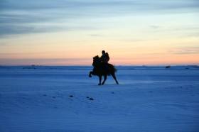 icelandic horse training winter
