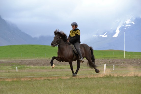 icelandic horse training