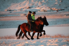 icelandic horse winter training