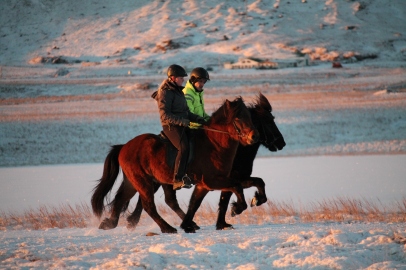 icelandic horse winter training