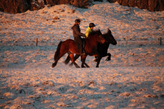 icelandic horse training winter